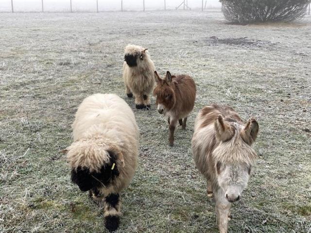 希特奈Le Clos Des Chateaux住宿加早餐旅馆 外观 照片